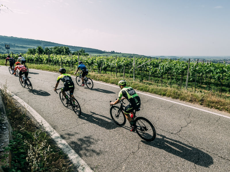 Ale La Merckx 2022 viñedos