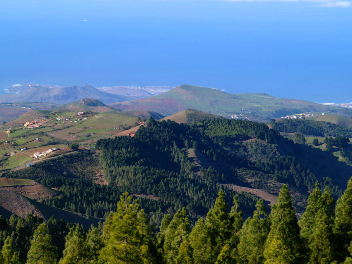 Pinos de Galdar