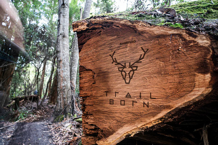 Shimano Trail Born cycling